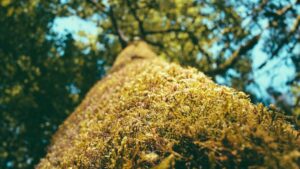 A Reader’s Introduction to Modern Romanian Literature in Translation